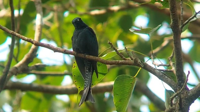 Fork-tailed Drongo-Cuckoo - ML612032967