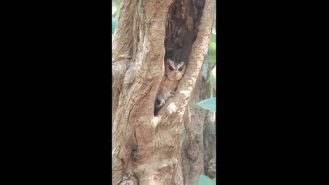 Indian Scops-Owl - ML612032969