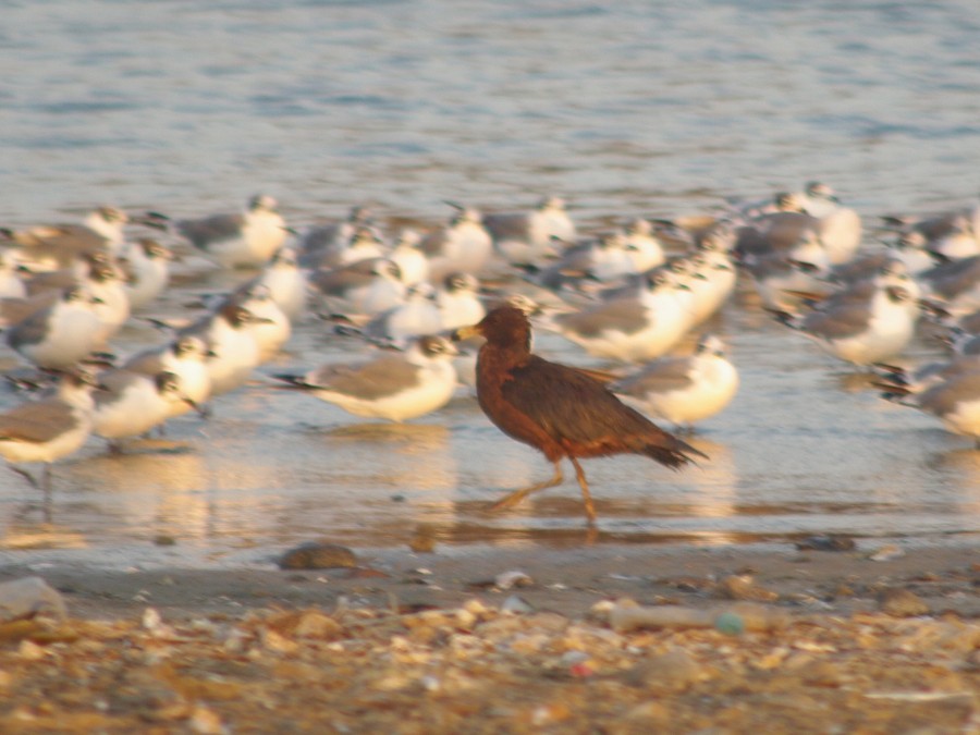 Belcher's Gull - ML612033016