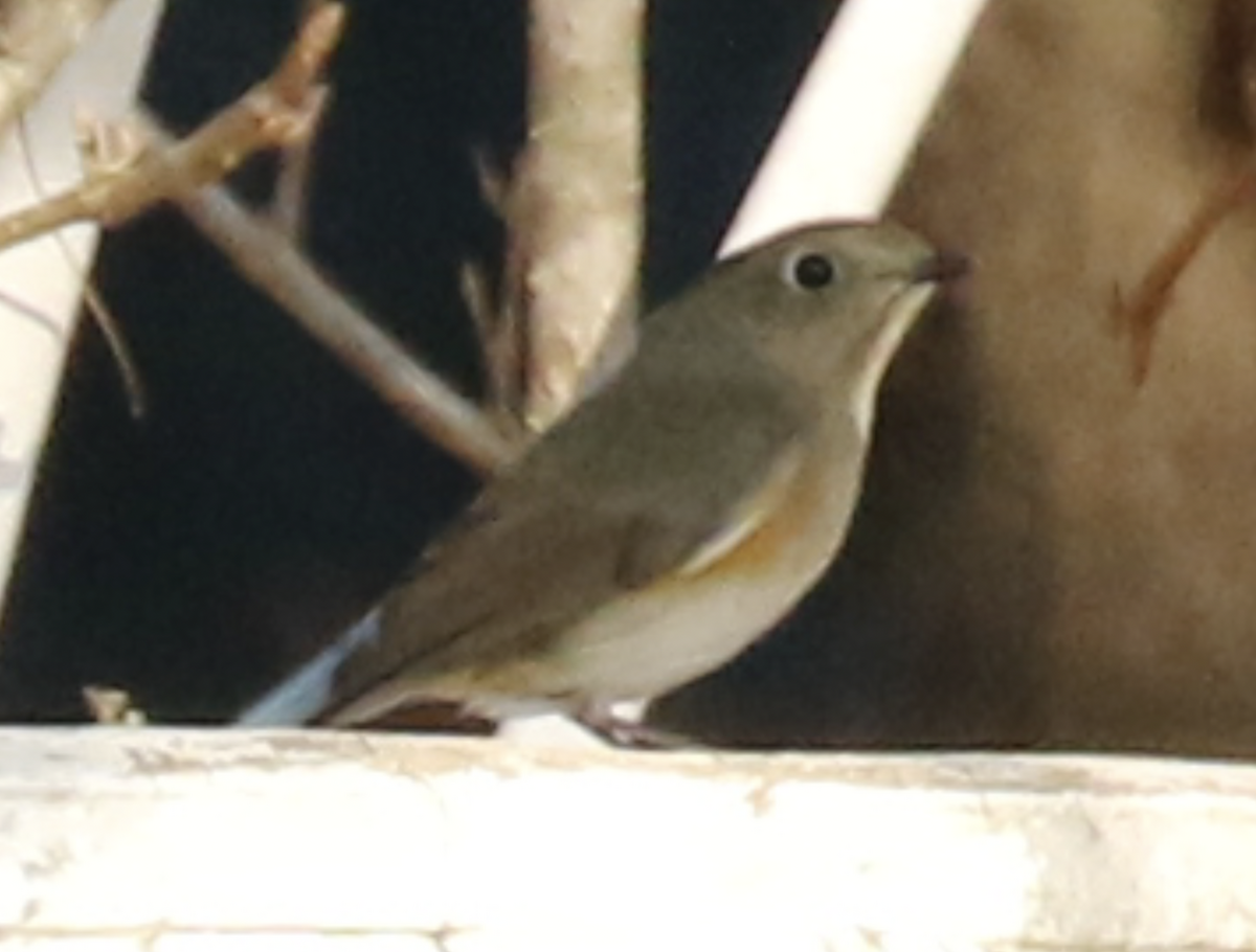 Robin à flancs roux - ML612033058