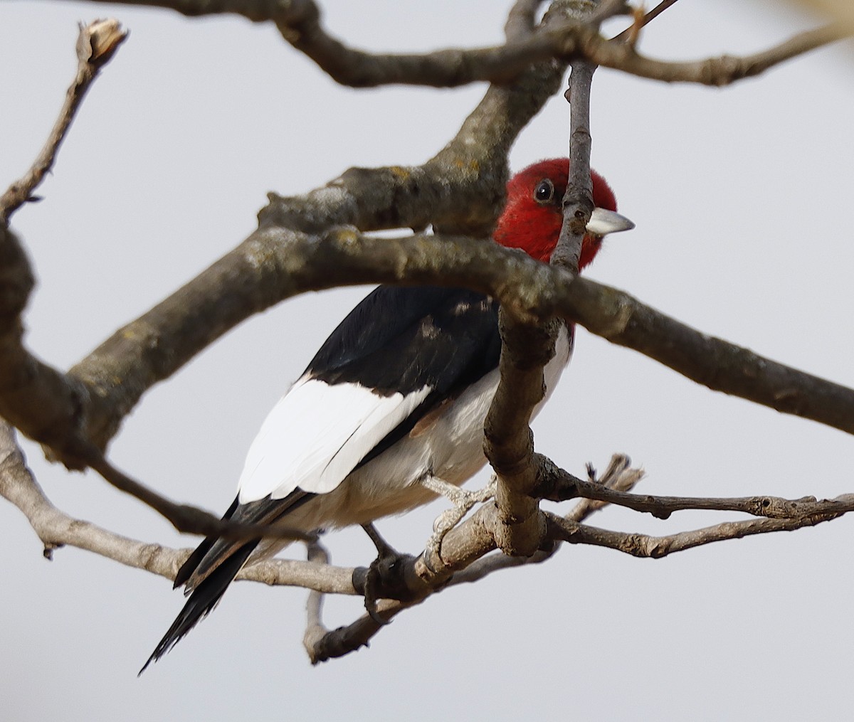 Red-headed Woodpecker - ML612033099