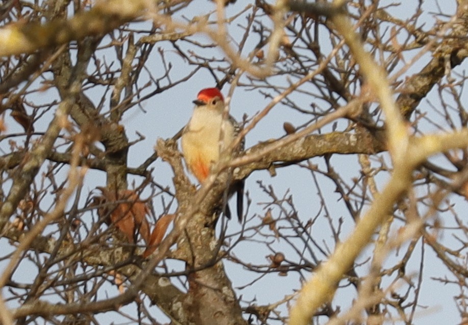 Red-bellied Woodpecker - ML612033106