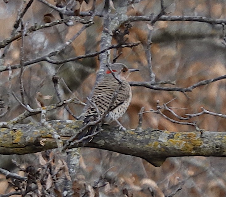 Northern Flicker (Yellow-shafted) - ML612033109