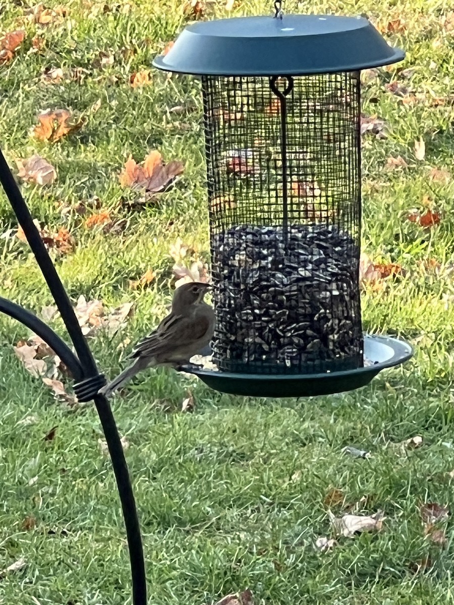 Dickcissel - ML612033146