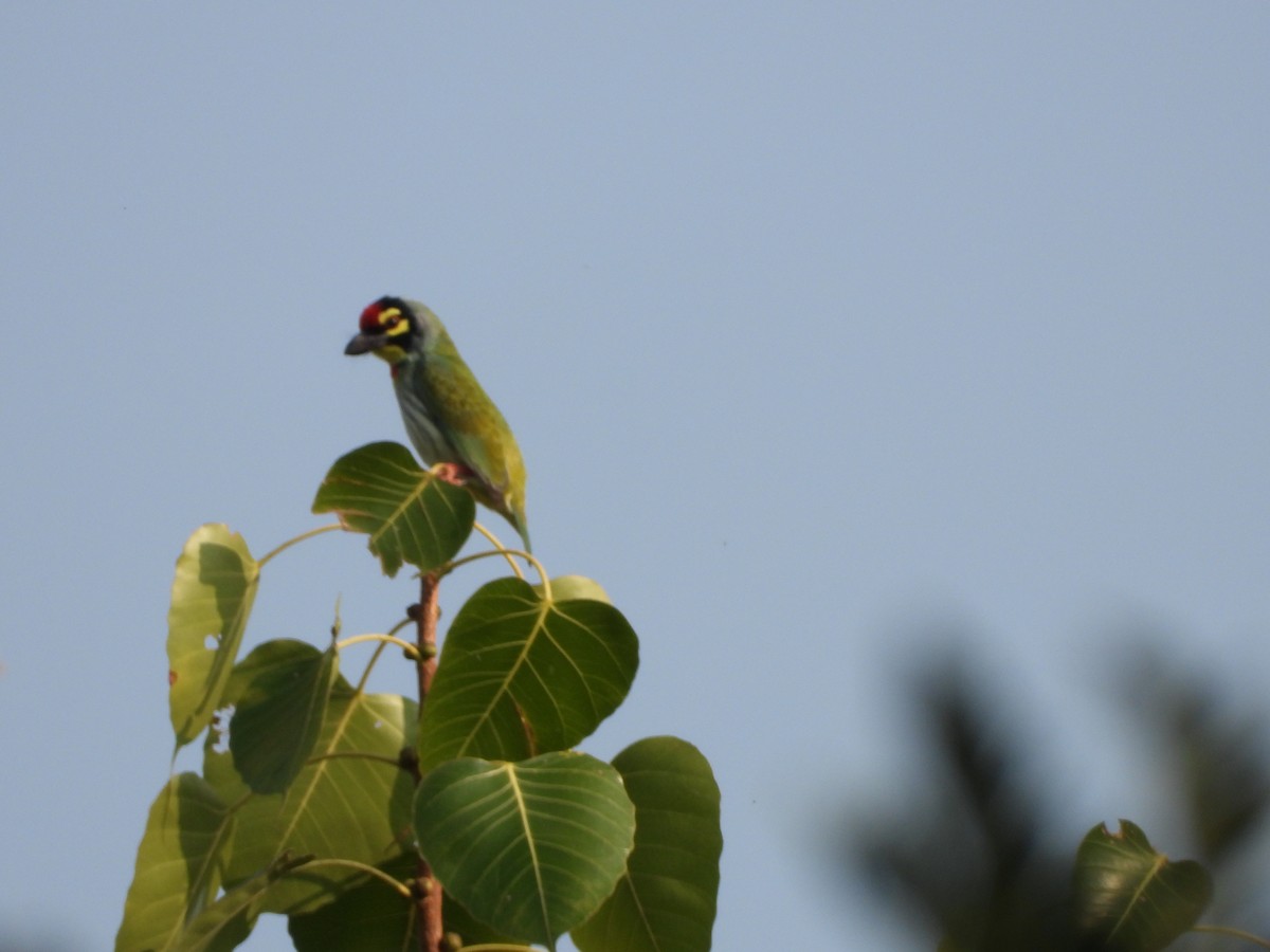 Coppersmith Barbet - ML612033189