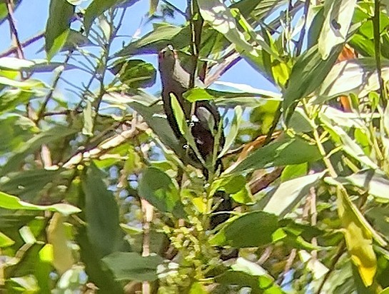 Chestnut-bellied Malkoha - ML612033227