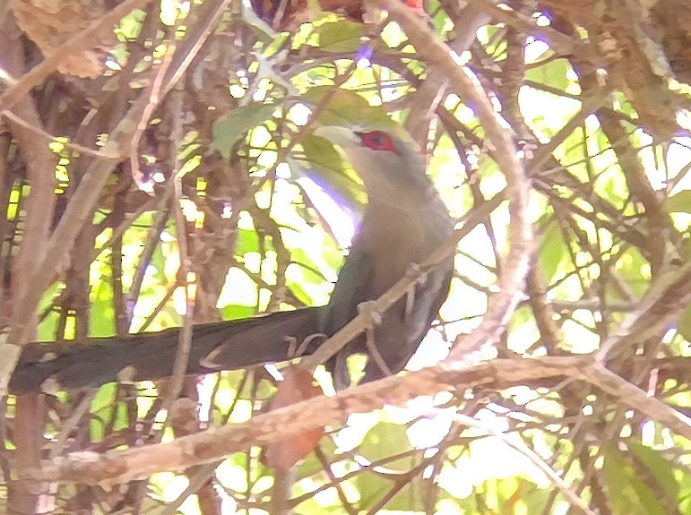 Green-billed Malkoha - ML612033237