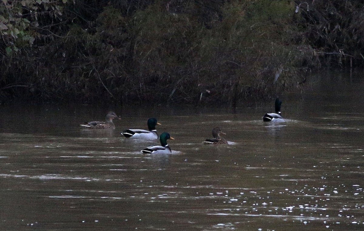 Mallard - Miguel García