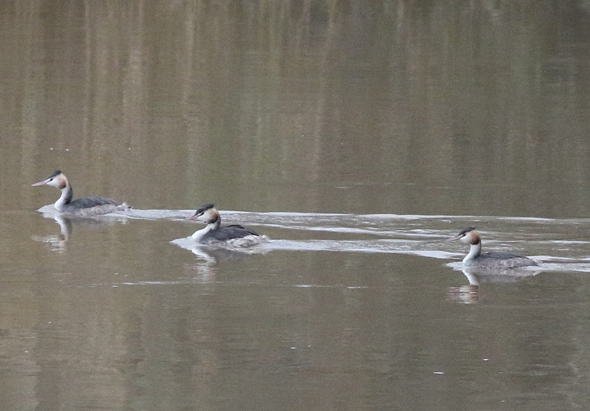 Great Crested Grebe - Miguel García