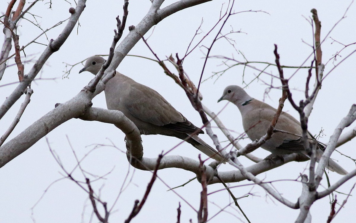 Eurasian Collared-Dove - Miguel García