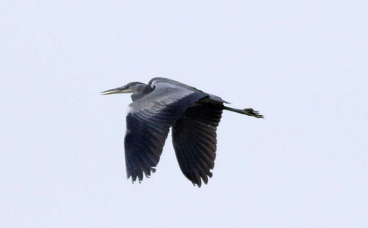 Gray Heron - ML612033314