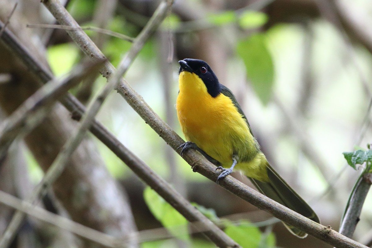 Black-fronted Bushshrike - ML612033368