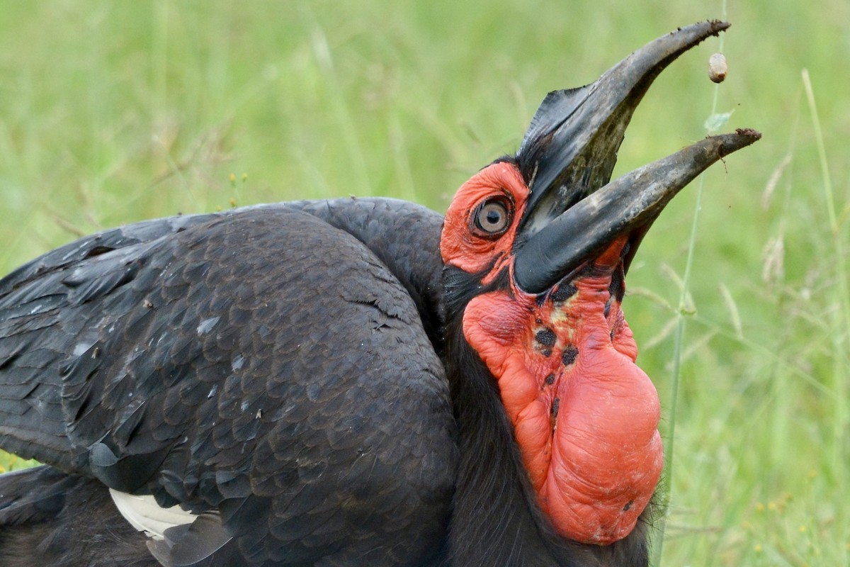 Southern Ground-Hornbill - Sarel Snyman