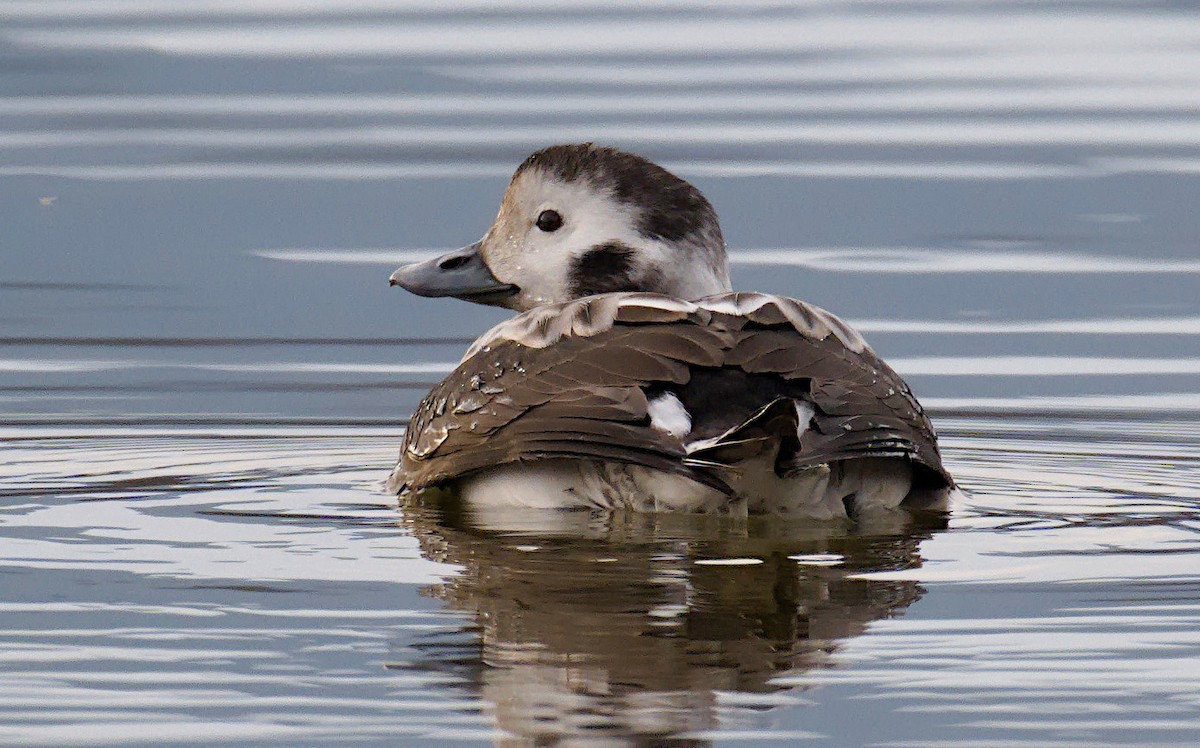 Long-tailed Duck - ML612033431