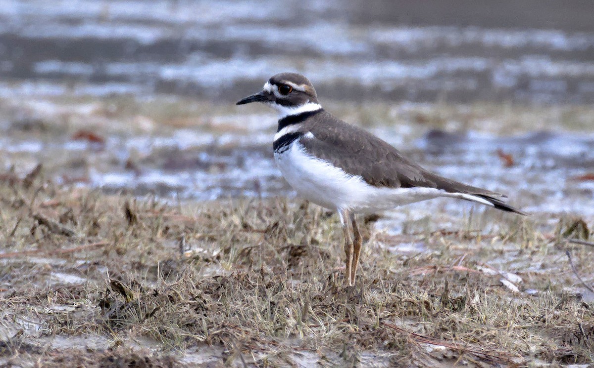 Killdeer - ML612033437