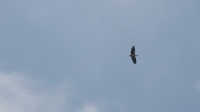 Lesser Adjutant - ML612033448