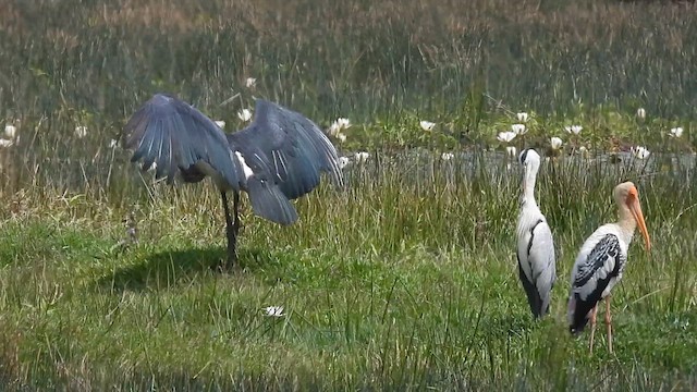 Lesser Adjutant - ML612033449