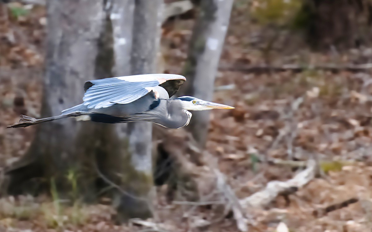 Great Blue Heron - ML612033457