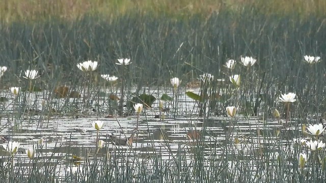 Pheasant-tailed Jacana - ML612033478