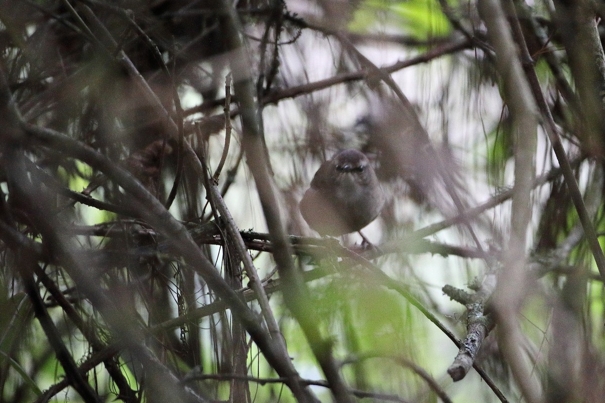 Evergreen-forest Warbler (Eastern) - Ohad Sherer