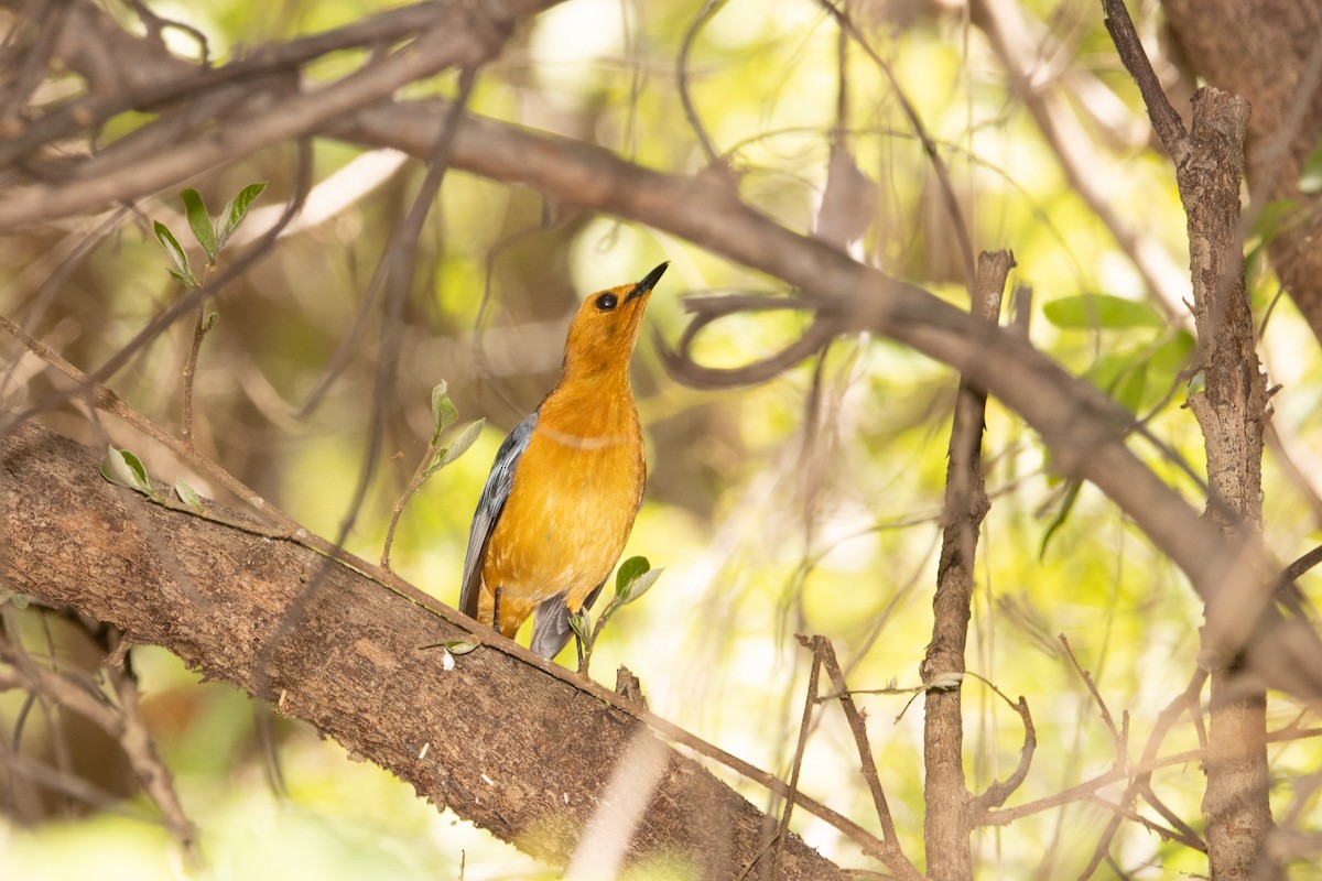 Red-capped Robin-Chat - Damian Newmarch