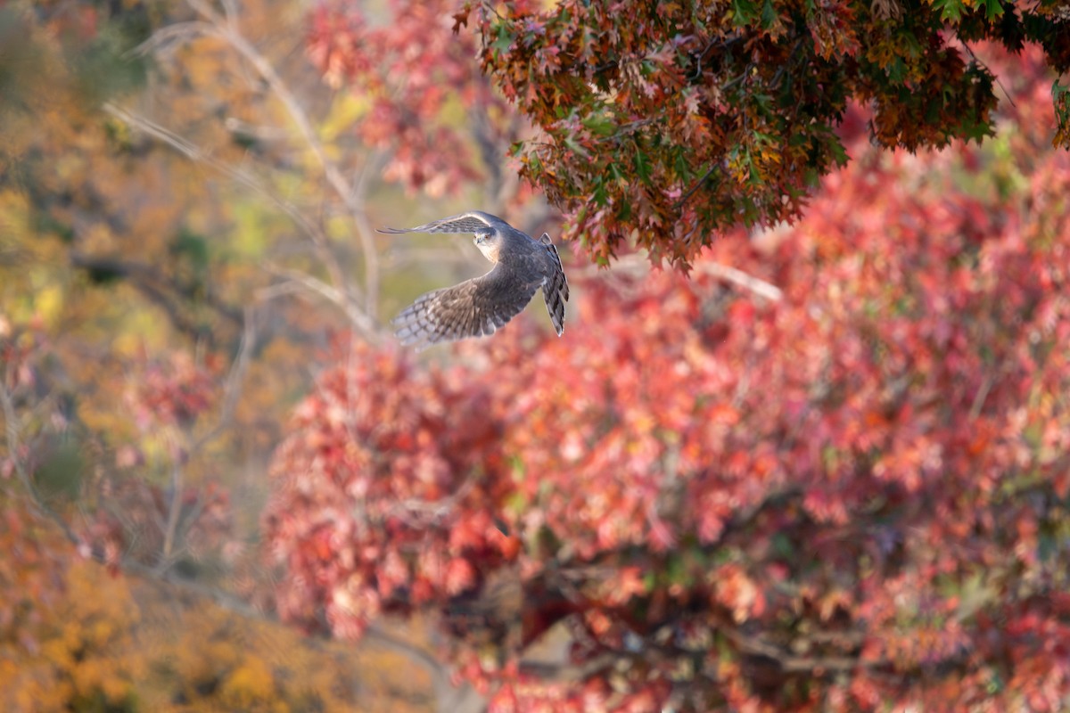 Cooper's Hawk - ML612033577