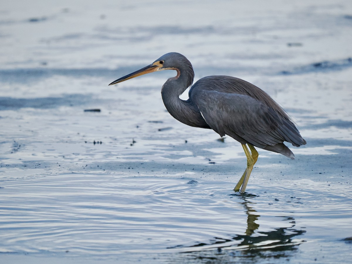 Tricolored Heron - Gabriel Willow