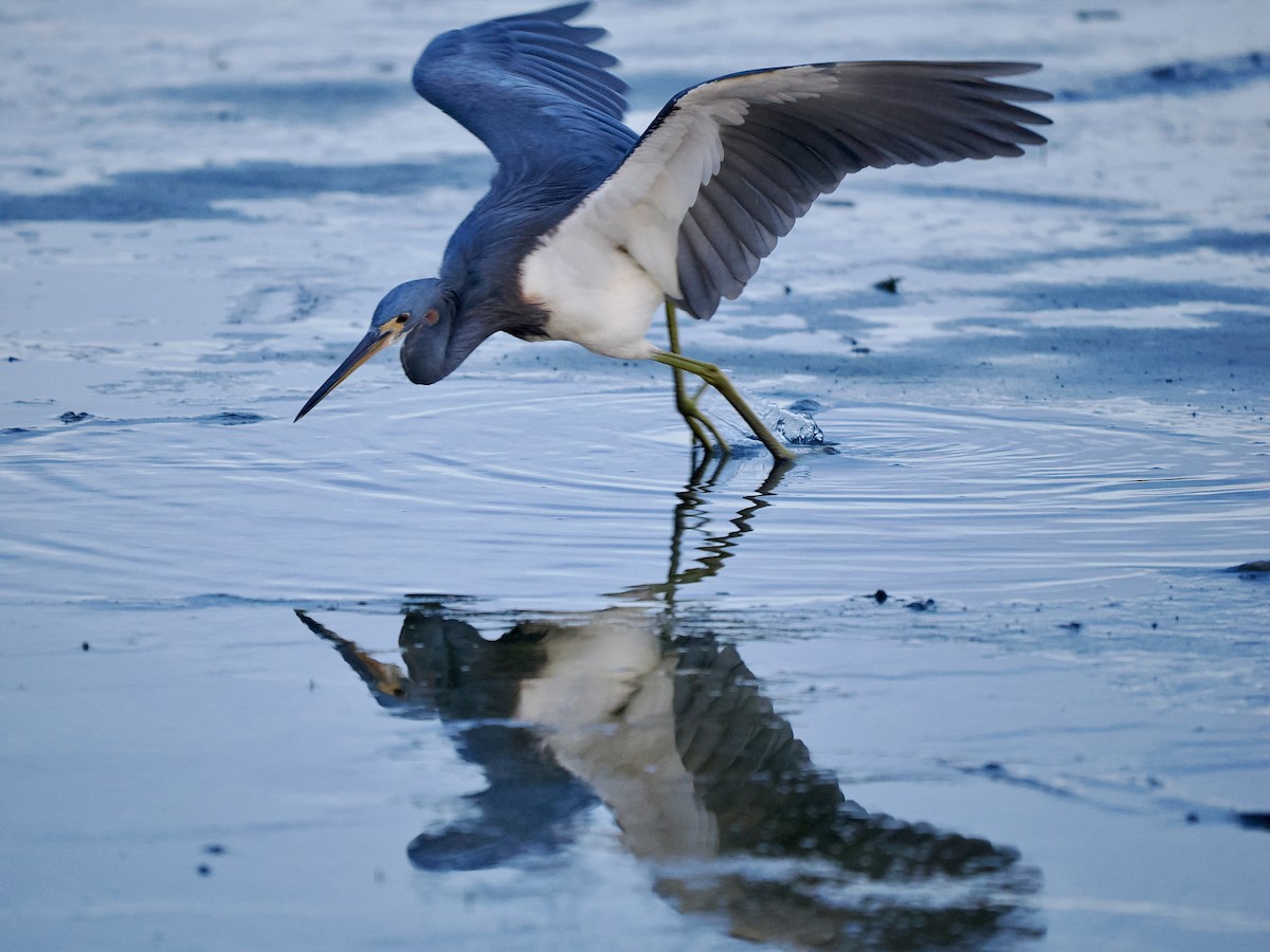 Tricolored Heron - ML612033605