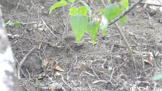 Puff-throated Babbler - ML612033618