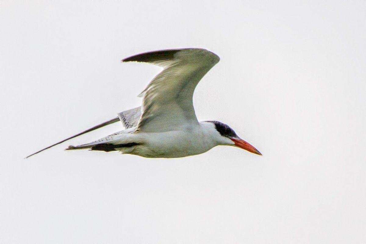 Caspian Tern - ML612033620