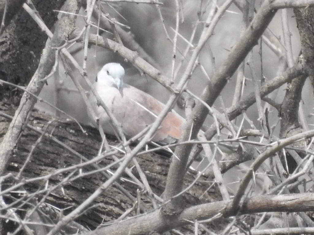 Red Collared-Dove - RAVEESHA H N