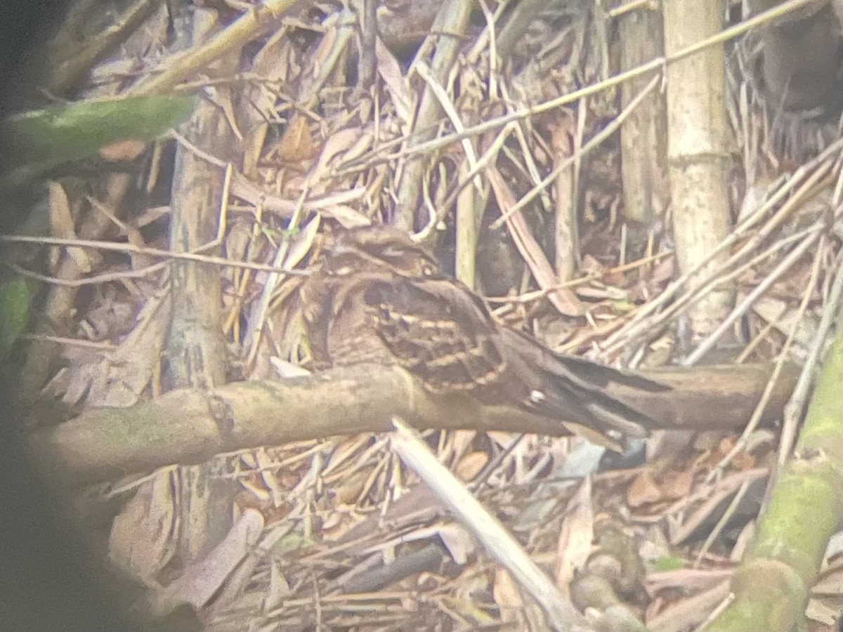 Large-tailed Nightjar - ML612033690