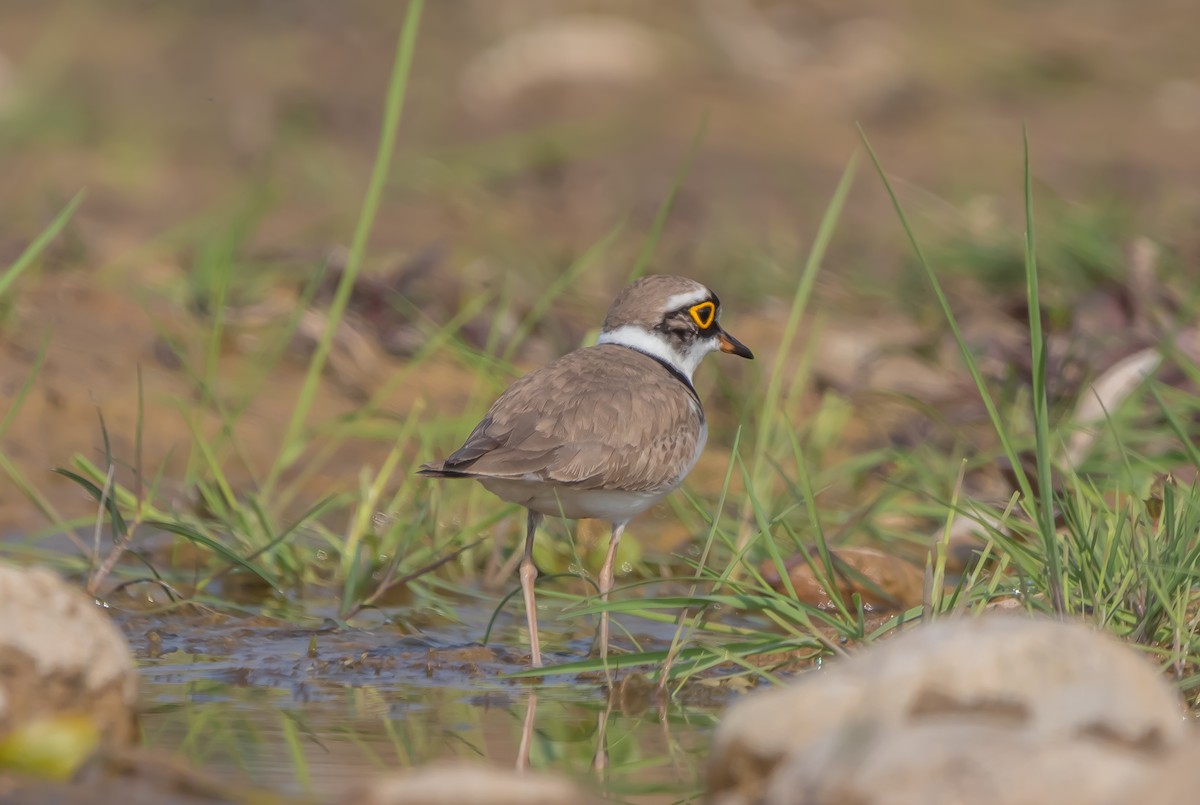 Little Ringed Plover - ML612033769