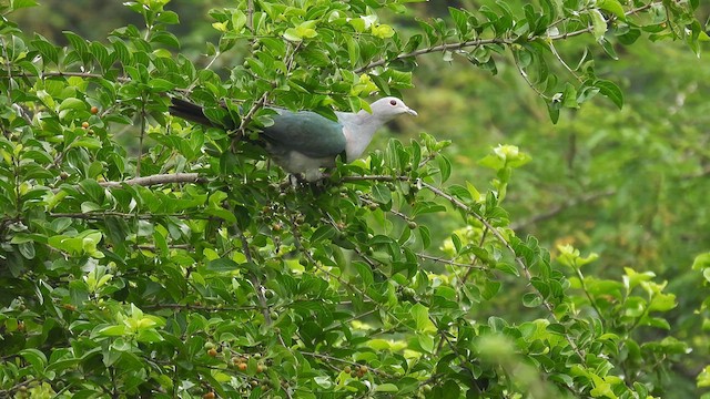 Green Imperial-Pigeon - ML612033823