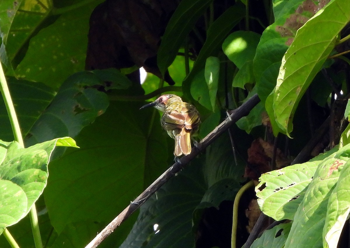 Spotted Honeyeater - ML612033865