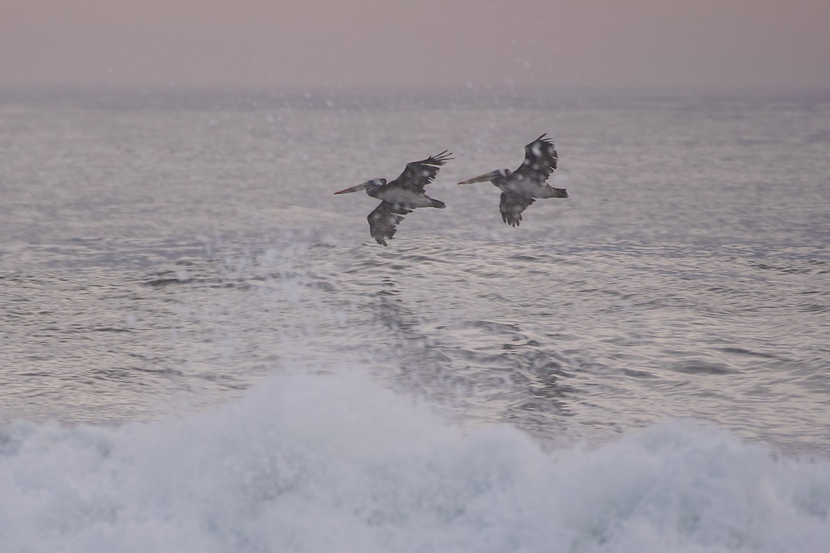 Peruvian Pelican - ML612033967