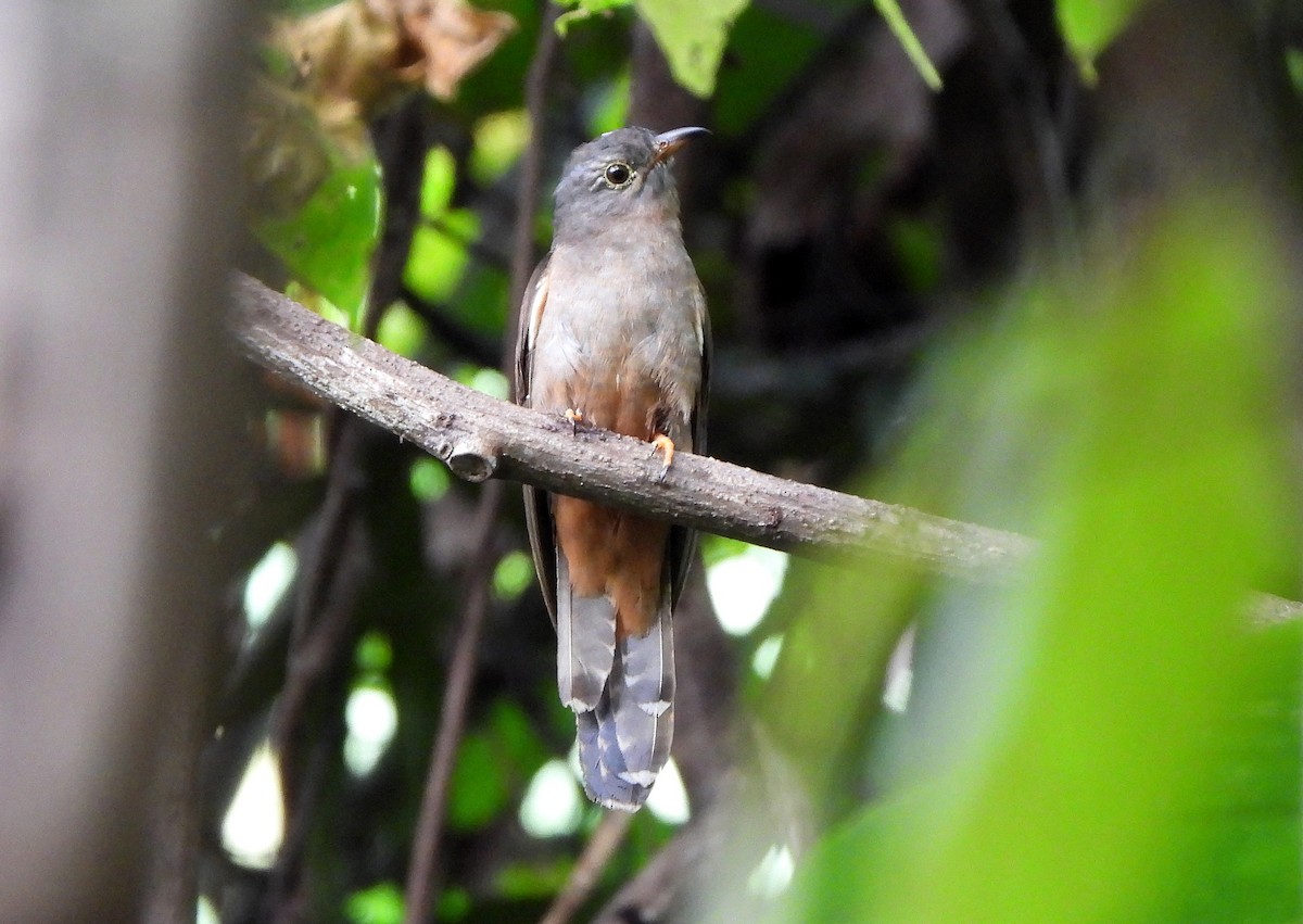 Brush Cuckoo - Klaus Lachenmaier