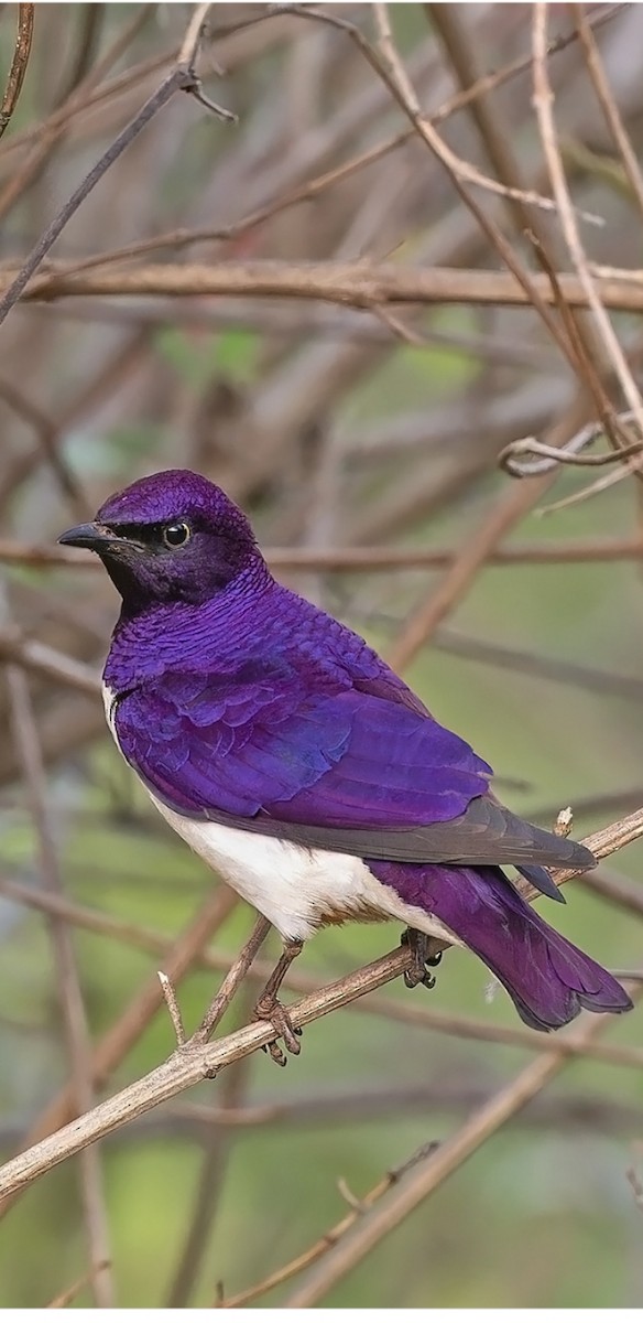 Violet-backed Starling - ML612034005