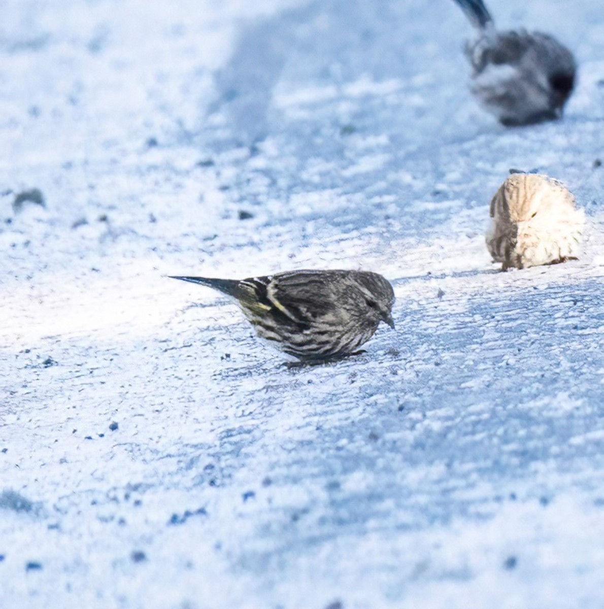 Pine Siskin - ML612034036