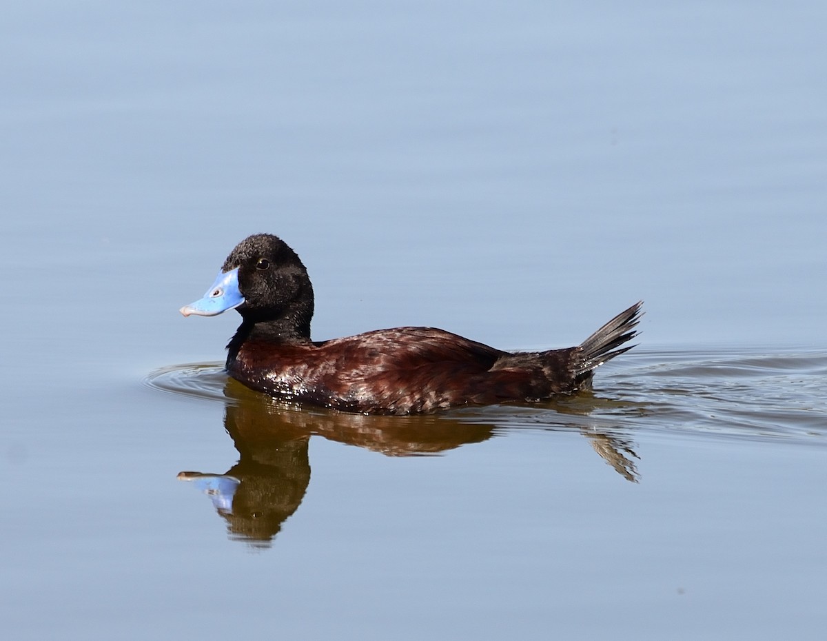 Blue-billed Duck - Lor. Jerun Kid