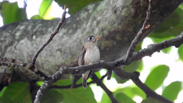 Gobemouche muttui - ML612034049