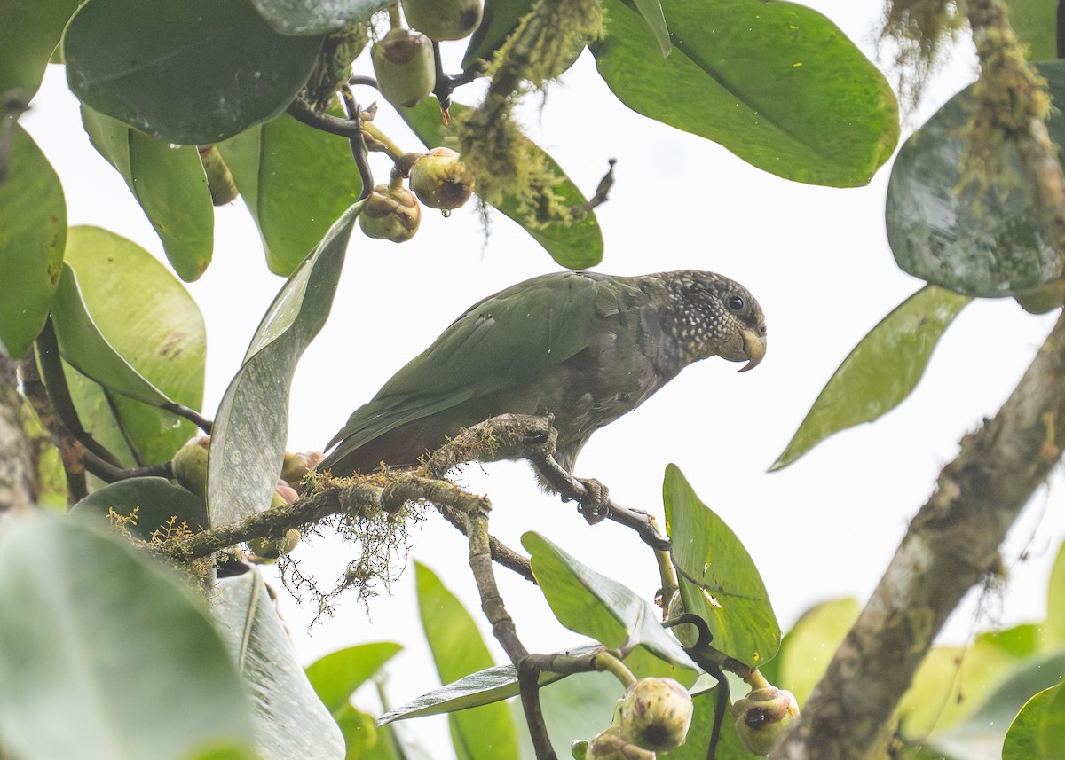 Speckle-faced Parrot - ML612034056