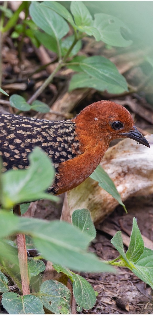 Buff-spotted Flufftail - ML612034094