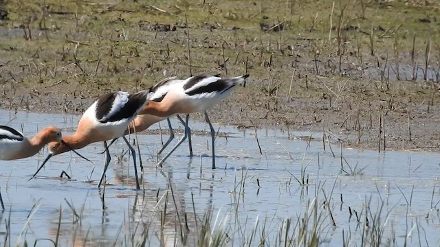 American Avocet - ML612034109