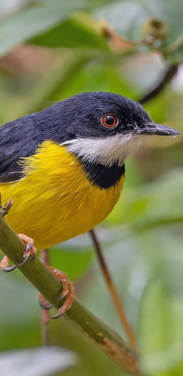 White-winged Apalis - Abasi Jana