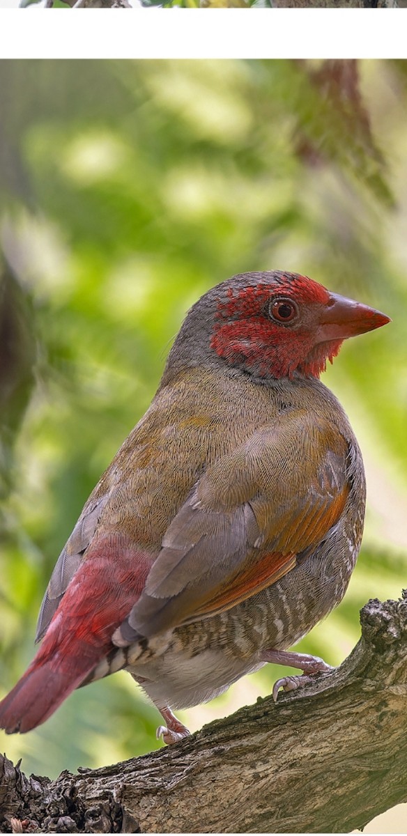 Orange-winged Pytilia - Abasi Jana