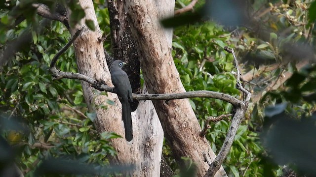 Blue-faced Malkoha - ML612034197