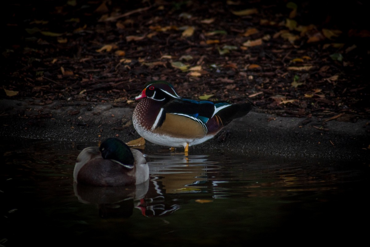 Wood Duck - Nathan Kennedy