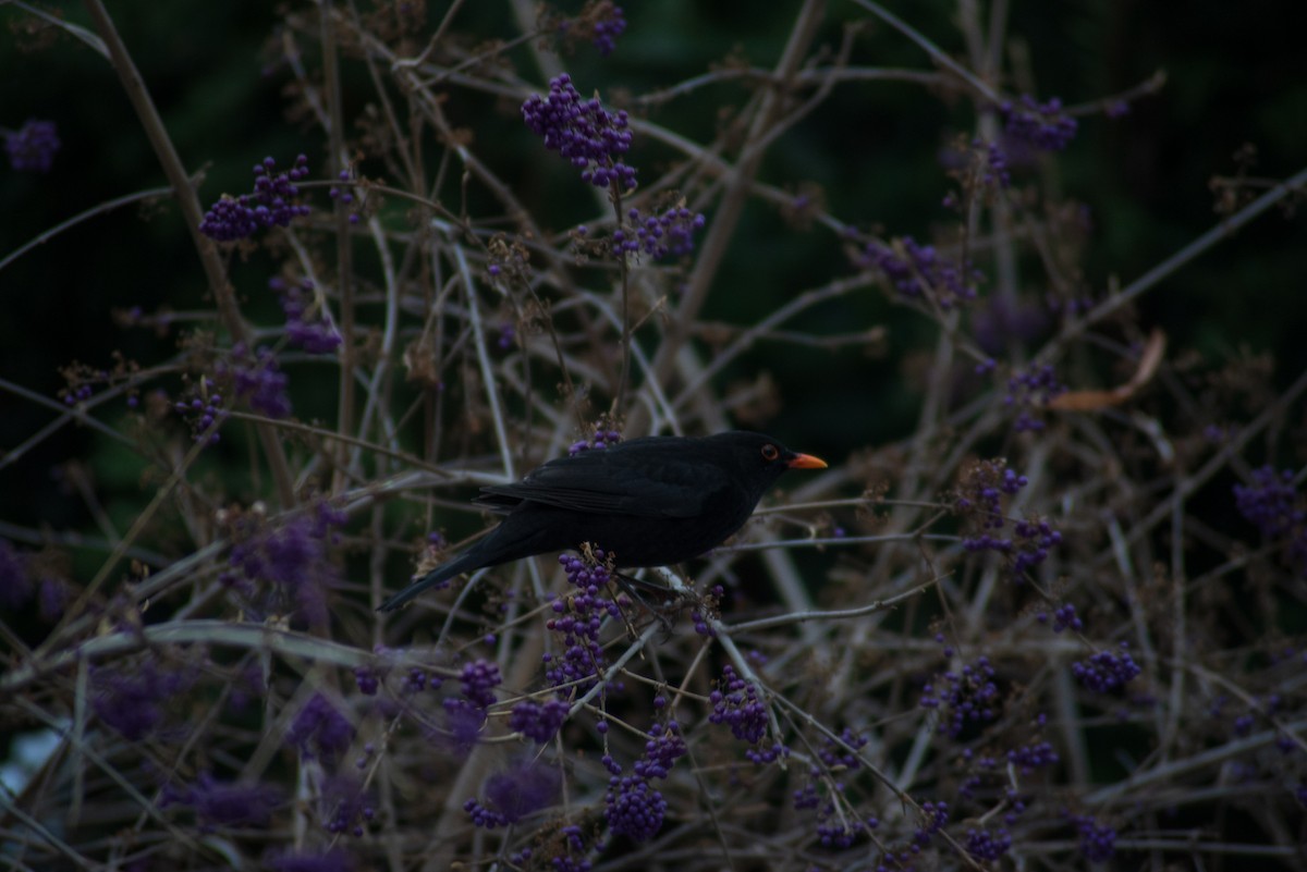 Eurasian Blackbird - Nathan Kennedy