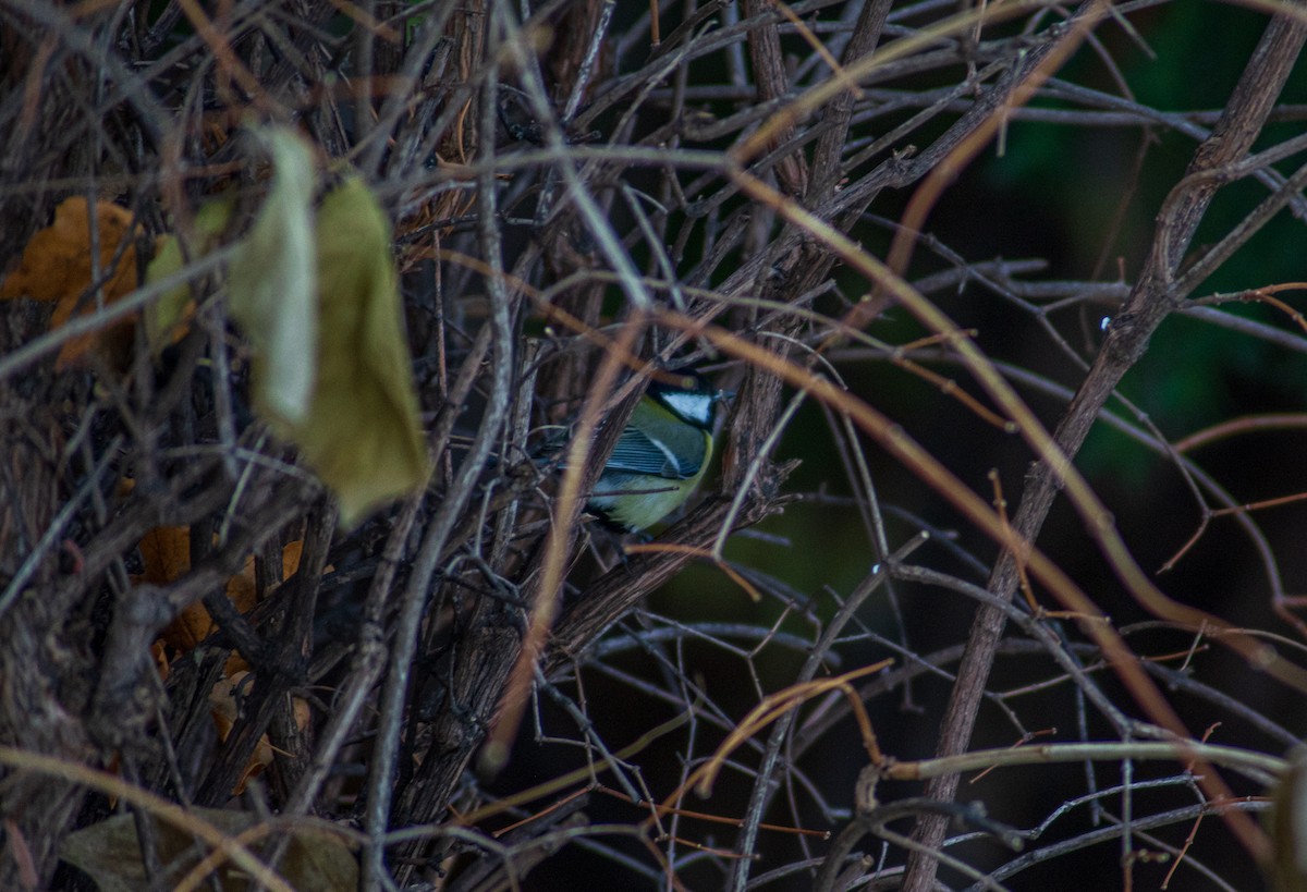 Great Tit - Nathan Kennedy